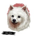 Volpino Italiano dog spitz type breed portrait isolated on white. Digital art illustration, animal watercolor drawing of hand