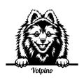 Volpino Peeking Dog - head isolated on white