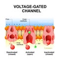 Voltage-gated channels Royalty Free Stock Photo