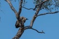 Voltures sitting in a tree in moremi game reserve in Africa Royalty Free Stock Photo