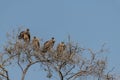 Voltures sitting in a tree in moremi game reserve in Africa Royalty Free Stock Photo