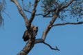 Voltures sitting in a tree in moremi game reserve in Africa Royalty Free Stock Photo