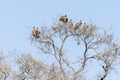 Voltures sitting in a tree in moremi game reserve in Africa Royalty Free Stock Photo