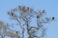 Voltures sitting in a tree in moremi game reserve in Africa Royalty Free Stock Photo