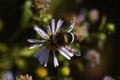 Volucella bombylans var plumata hoverfly. Excellent bumblebee mimic in the family Syrphidae, nectaring on flower Royalty Free Stock Photo