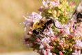 Volucella bombylans fly gathering nectar from oregano flower Royalty Free Stock Photo