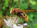 Volucella fly feeding on flower Royalty Free Stock Photo