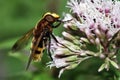 Volucella fly feeding on flower Royalty Free Stock Photo