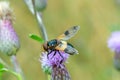 volucella inanis yellow fly on a pink flower Royalty Free Stock Photo