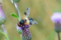 Volucella inanis yellow fly on a pink flower. Royalty Free Stock Photo