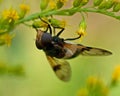 Volucella pellucens fly Royalty Free Stock Photo