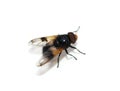 Volucella pellucens hoverfly mimicking bumblebee Royalty Free Stock Photo