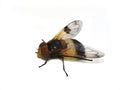 Volucella pellucens mimicry hoverfly isolated on white