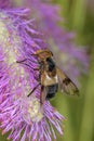 Volucella pellucens the pellucid fly or large pied-hoverfly on Sanguisorba Ã¢â¬Å¾Scapino