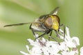 Volucella pellucens / pellucid hoverfly in natural habitat Royalty Free Stock Photo