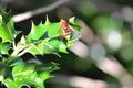 Volucella zonaria - hornet mimic hoverfly Royalty Free Stock Photo