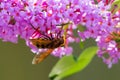 Volucella zonaria, hornet mimic hoverfly, closeup pollinating Royalty Free Stock Photo