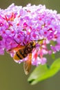 Volucella zonaria, hornet mimic hoverfly, closeup pollinating Royalty Free Stock Photo