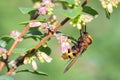 Volucella zonaria, hornet mimic hoverfly