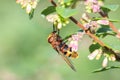 Volucella zonaria, hornet mimic hoverfly Royalty Free Stock Photo
