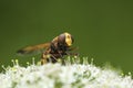 Volucella zonaria, hornet mimic hoverfly, Royalty Free Stock Photo