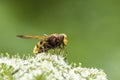 Volucella zonaria, hornet mimic hoverfly