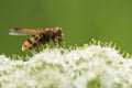 Volucella zonaria, hornet mimic hoverfly,