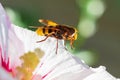 Volucella zonaria, hornet mimic hoverfly, closeup pollinating Royalty Free Stock Photo