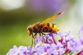 Volucella zonaria, hornet mimic hoverfly, feeding on purple Buddleja davidii Royalty Free Stock Photo