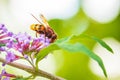 Volucella zonaria, hornet mimic hoverfly, feeding on purple Buddleja davidii Royalty Free Stock Photo