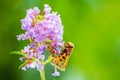 Volucella zonaria, hornet mimic hoverfly, feeding on purple Buddleja davidii Royalty Free Stock Photo