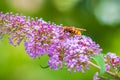 Volucella zonaria, hornet mimic hoverfly, feeding on purple Buddleja davidii Royalty Free Stock Photo