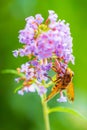 Volucella zonaria, hornet mimic hoverfly, feeding on purple Buddleja davidii Royalty Free Stock Photo