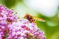 Volucella zonaria, hornet mimic hoverfly, feeding on purple Buddleja davidii Royalty Free Stock Photo