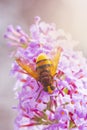 Volucella zonaria, hornet mimic hoverfly, feeding on purple Buddleja davidii Royalty Free Stock Photo