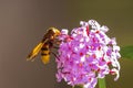 Volucella zonaria, hornet mimic hoverfly, feeding on purple Buddleja davidii Royalty Free Stock Photo