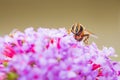 Volucella zonaria, hornet mimic hoverfly, feeding on purple Buddleja davidii Royalty Free Stock Photo