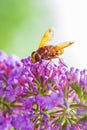 Volucella zonaria, hornet mimic hoverfly, feeding on purple Buddleja davidii Royalty Free Stock Photo