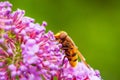 Volucella zonaria, hornet mimic hoverfly, feeding on purple Buddleja davidii Royalty Free Stock Photo