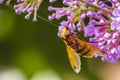 Volucella zonaria, hornet mimic hoverfly, feeding on purple Buddleja davidii Royalty Free Stock Photo