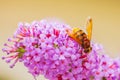 Volucella zonaria, hornet mimic hoverfly, feeding on purple Buddleja davidii Royalty Free Stock Photo