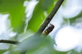 Volucella zonaria, hornet mimic hoverfly, feeding on white flowers Royalty Free Stock Photo