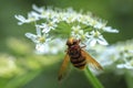 Volucella zonaria, hornet mimic hoverfly, feeding on white flowers Royalty Free Stock Photo