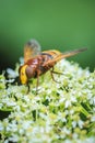 Volucella zonaria, hornet mimic hoverfly, feeding on white flowers Royalty Free Stock Photo