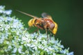 Volucella zonaria, hornet mimic hoverfly, feeding on white flowers Royalty Free Stock Photo