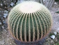 A big round cactus on the stony ground - Echinocactus grusonii - gold ball Royalty Free Stock Photo