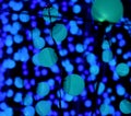 A volumetric array of blue LED light spheres Royalty Free Stock Photo