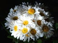 Voluminous bouquet of daisy flowers