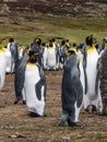 Closeup of group of King Penguins at Volunteer Beach, Falklands, UK