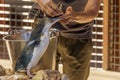 Volunteer cares and feeds injured penguin at Penguin Island, Rockingham, Western Australia Royalty Free Stock Photo